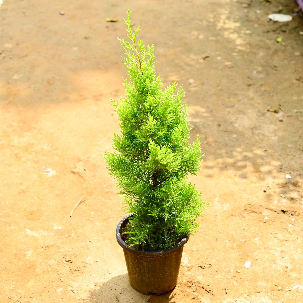 Golden Cypress in 8 Inch Nursery Pot