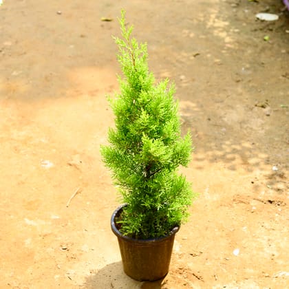 Buy Golden Cypress in 8 Inch Nursery Pot Online | Urvann.com