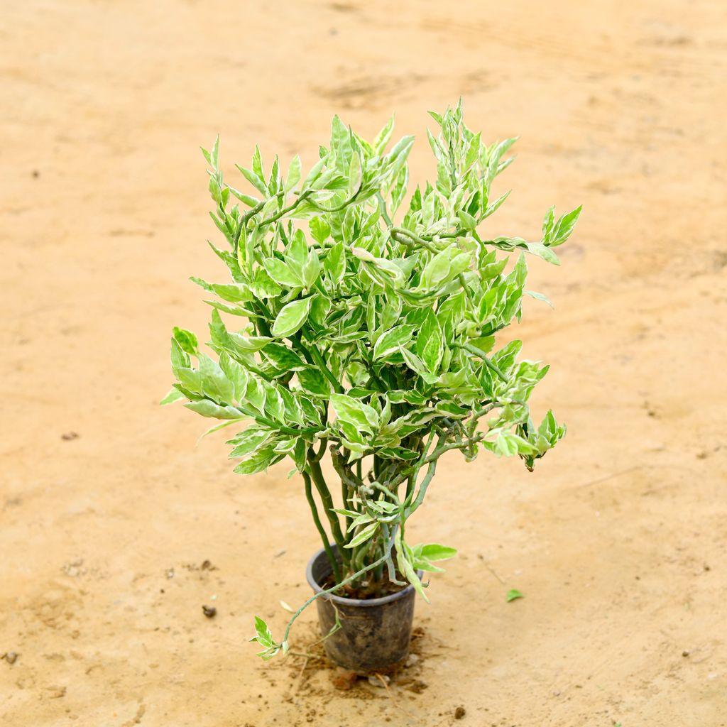 Pedilanthus / Devil's Backbone in 8 Inch Nursery Pot