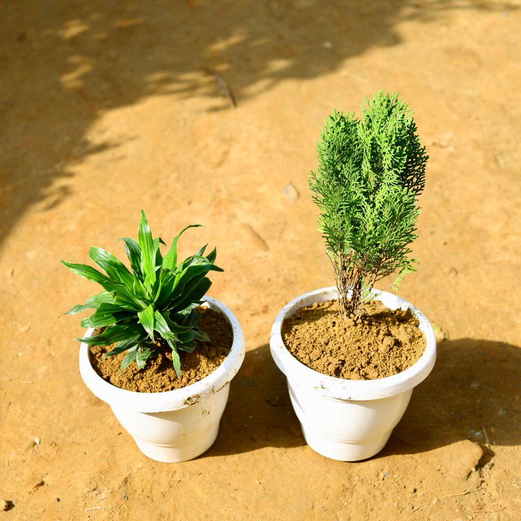 Set of 2 - Dracaena Compacta & Morpankhi in 8 Inch Classy White Round Pot