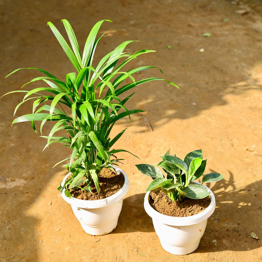 Set of 2 - Areca Palm & Philodendron Birkin in 8 Inch Classy White Round Pot