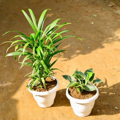 Buy Set of 2 - Areca Palm & Philodendron Birkin in 8 Inch Classy White Round Pot Online | Urvann.com