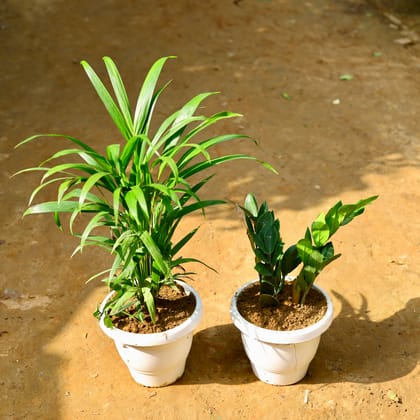 Buy Set of 2 - Areca Palm & Zz Green in 8 Inch Classy White Round Pot Online | Urvann.com