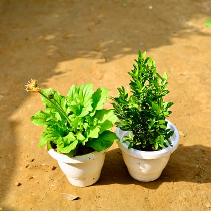 Buy Set of 2 - Gerbera & Ixora (Any Colour) in 8 Inch Classy White Round Pot Online | Urvann.com