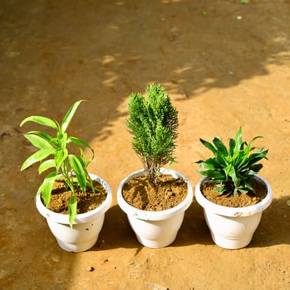 Buy Set of 3 - Golden Bamboo, Morpankhi & Dracaena in 8 Inch Classy White Round Pot Online | Urvann.com