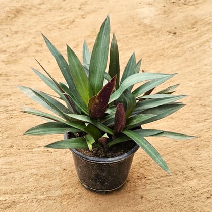 Rhoeo / Durangi Bushy in 5 Inch Nursery Pot