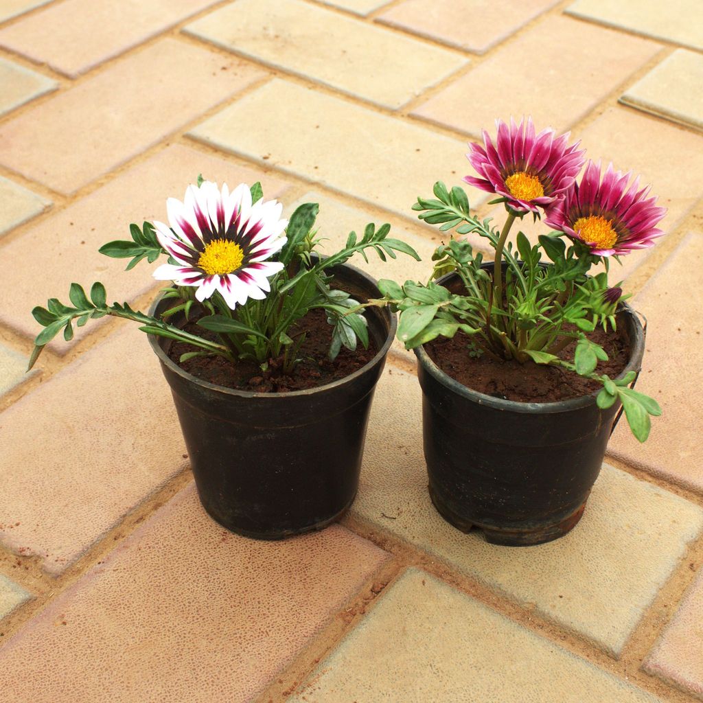 Set of 2 - Gazania (Any Colour) in 4 Inch Nursery Pot