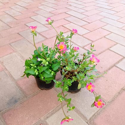 Buy Set of 2 - Torenia / Wishbone & Portulaca Moss Rose (any colour) in 4 Inch Plastic Pot Online | Urvann.com