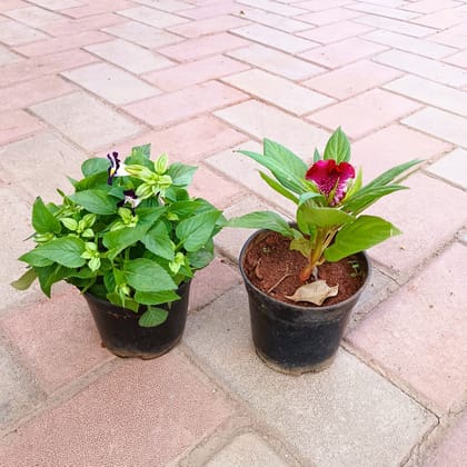 Buy Set of 2- Torenia / Wishbone & Celosia / Cockscomb (any colour) in 4 Inch Plastic Pot Online | Urvann.com