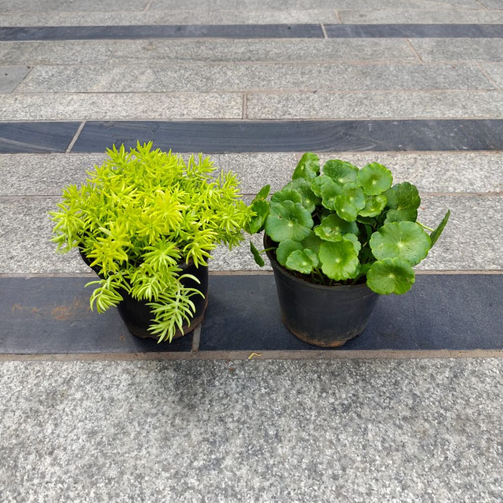 Set of 2 - Sedum Yellow & Brahmi Dollar / Pennywort in 4 Inch Nursery Pot