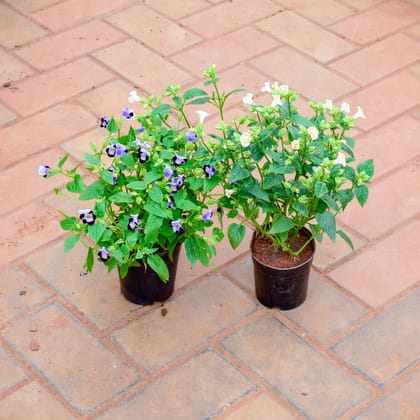 Buy Set of 2 - Wishbone / Torenia (Blue & White) in 4 Inch Nursery Pot Online | Urvann.com