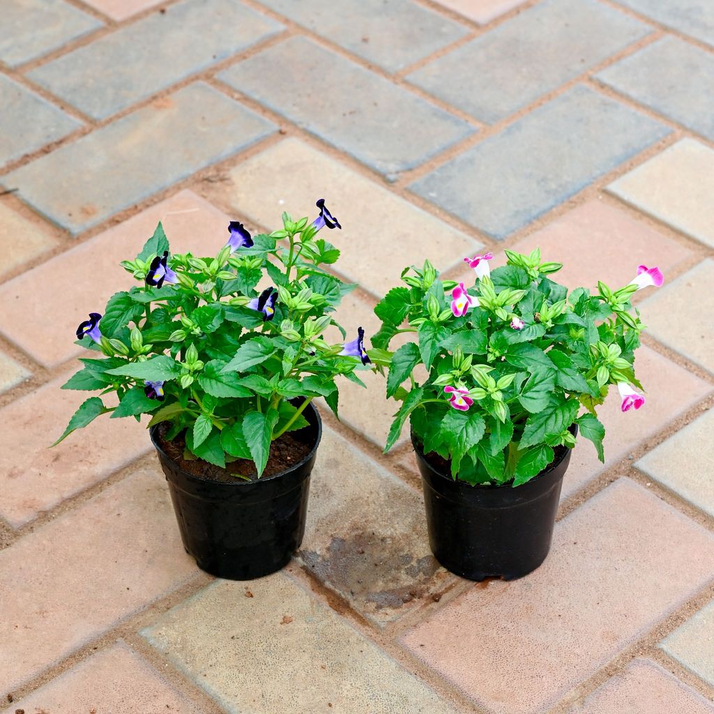 Set of 2 - Torenia / Wishbone (Purple & Pink) in 4 Inch Nursery Pot