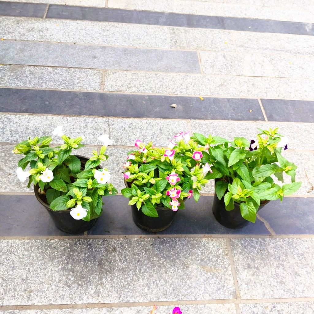 Set of 3 - Torenia / Wishbone (Purple, White & Pink) in 5 Inch Nursery Pot