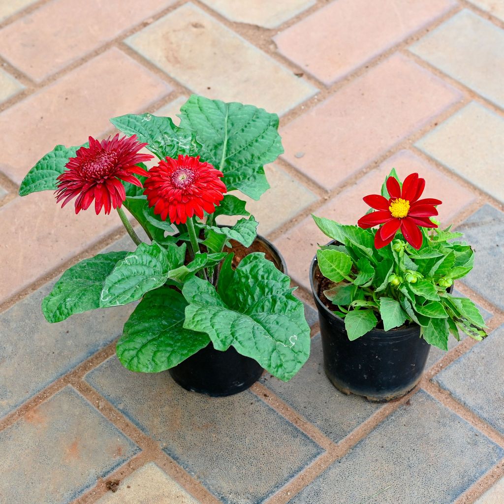 Set of 2 - Gerbera & Dahlia (any colour) in 4 Inch Nursery Pot