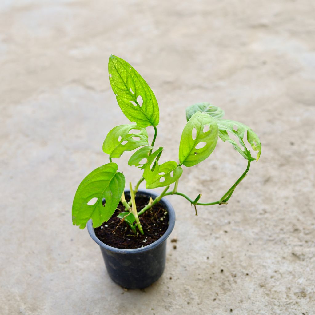 Monstera Broken Heart in 4 Inch Nursery Pot