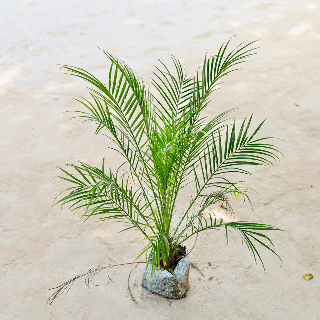 Pheonix Palm in 7 Inch Nursery Bag