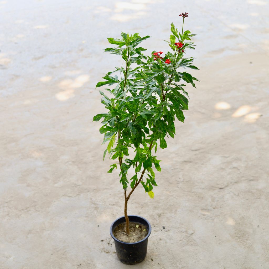 Jatropha / Sundar Rupa in 6 Inch Nursery Pot