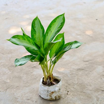 Buy Aglaonema Chinese Evergreen in 7 Inch Nursery Bag Online | Urvann.com