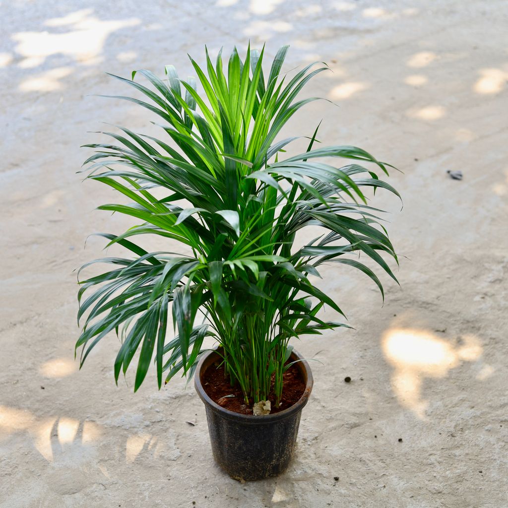 Areca Palm (~ 2 Ft) in 6 Inch Nursery Pot