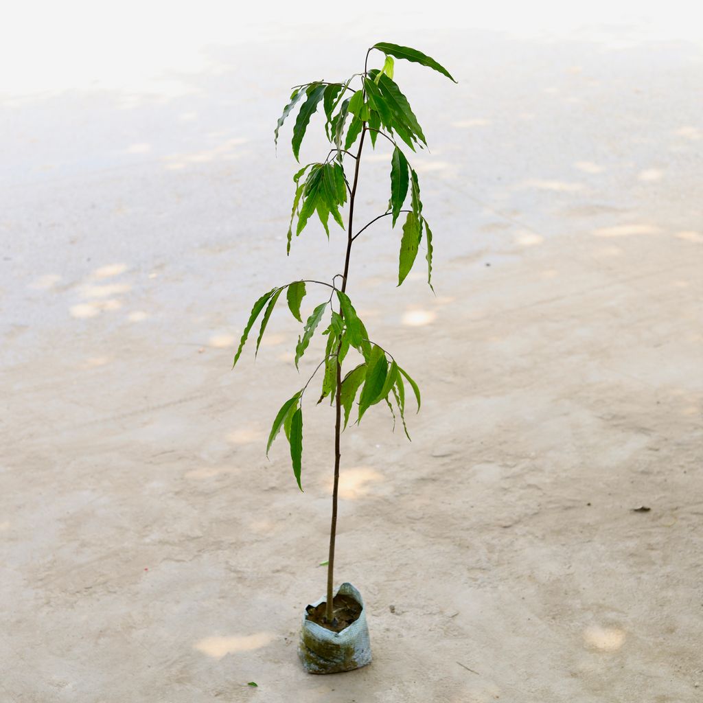 Ashok Pendula / Monoon Longifolium (~ 4 - 4.5 Ft) in 7 Inch Nursery Bag