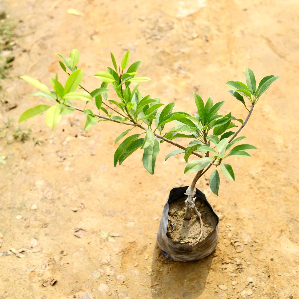 Chiku / Sapodilla in 5 Inch Nursery Bag