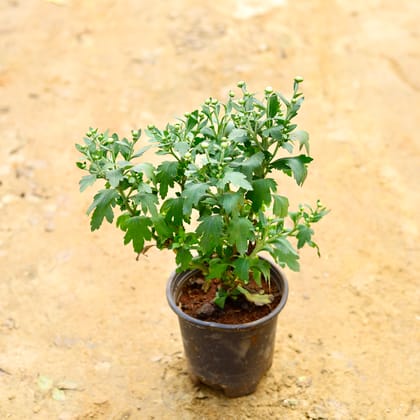 Buy Chrysanthemum / Guldaudi / Guldawari (Any Colour) in 6 Inch Nursery Pot Online | Urvann.com