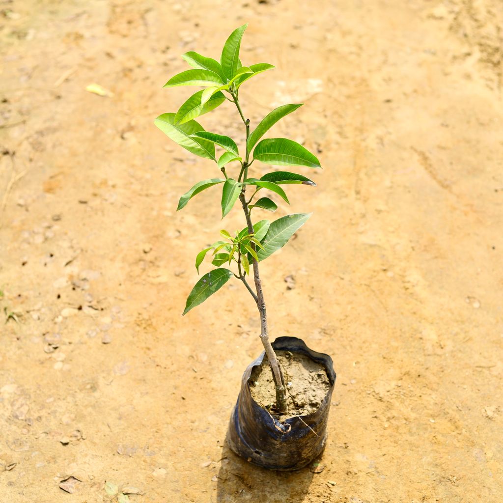 Mango All Season in 5 Inch Nursery Bag