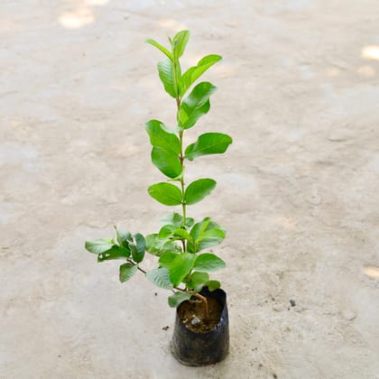 Buy Amrood / Guava Thai Pink in 5 Inch Nursery Bag Online | Urvann.com