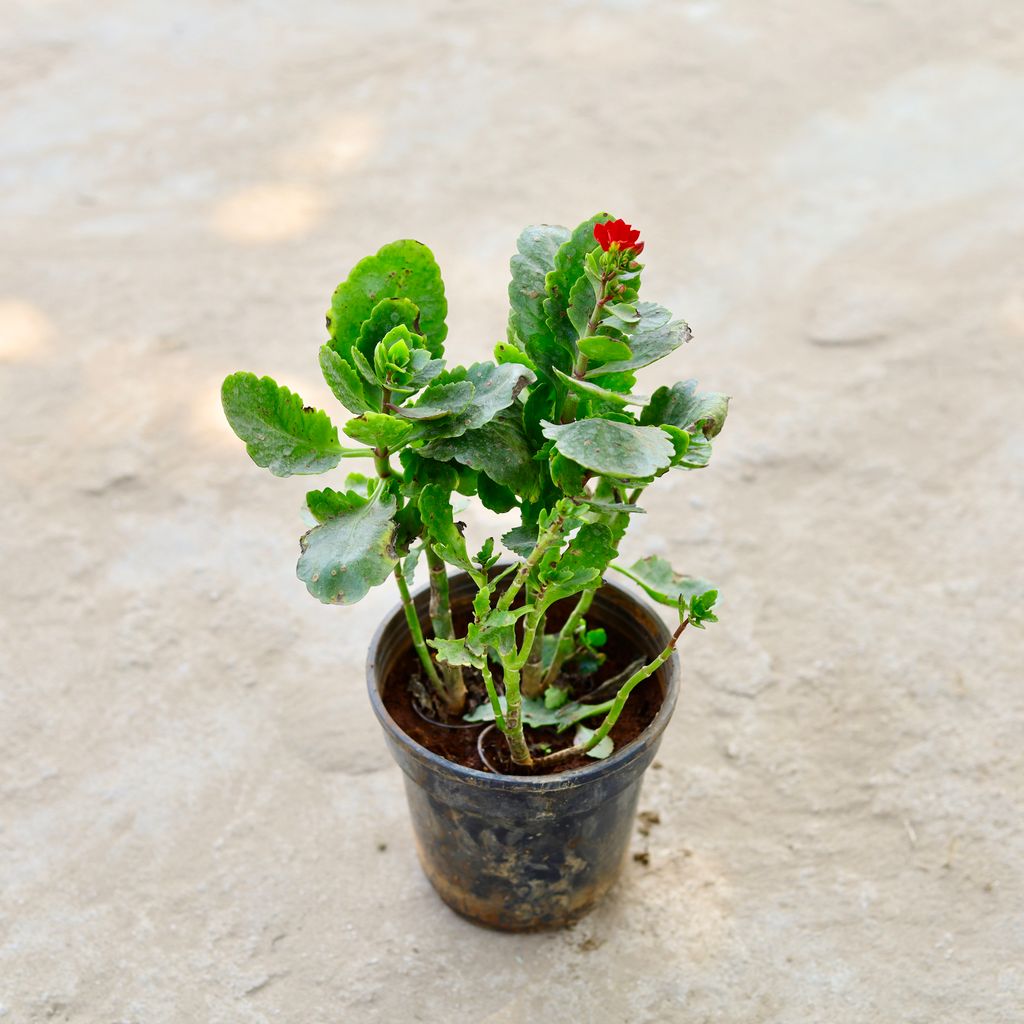 Kalanchoe Succulent (Any Colour) in 6 Inch Nursery Pot