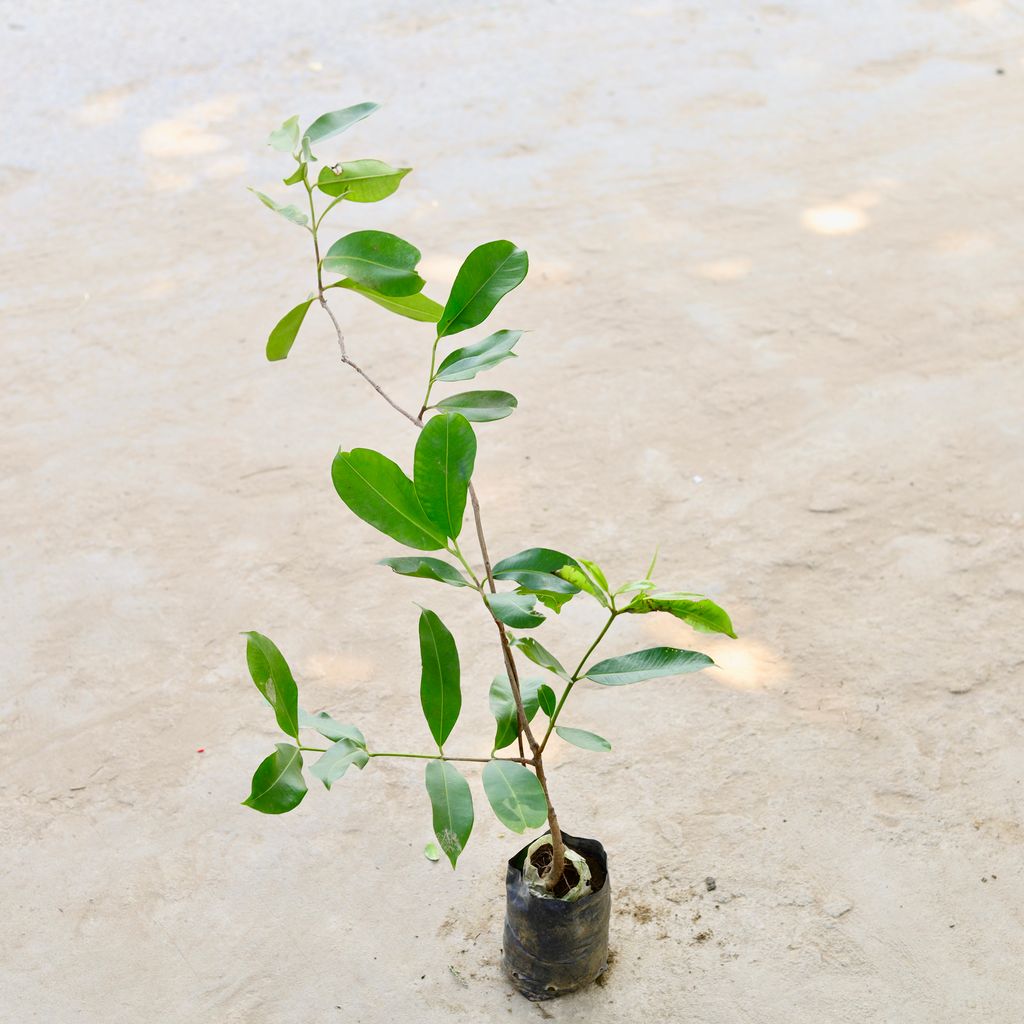 Grafted Black Berry / Jamun in 5 Inch Nursery Bag