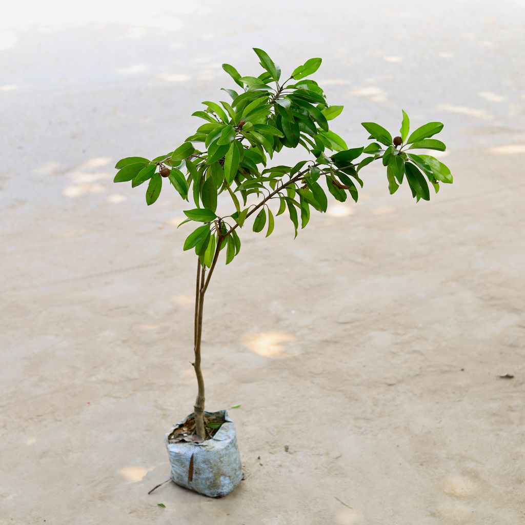 Chiku / Sapodilla in 7 Inch Nursery Bag