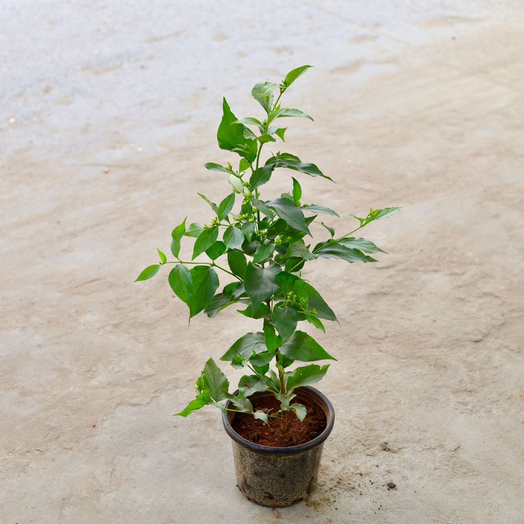 Harsingar / Parijaat (Any Colour) in 8 Inch Nursery Pot