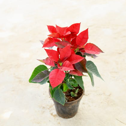 Buy Poinsettia / Christmas Tree Red in 6 Inch Nursery Pot Online | Urvann.com