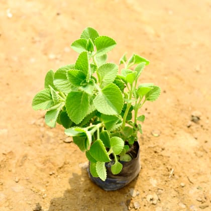 Buy Ajwain in 4 Inch Nursery Bag Online | Urvann.com