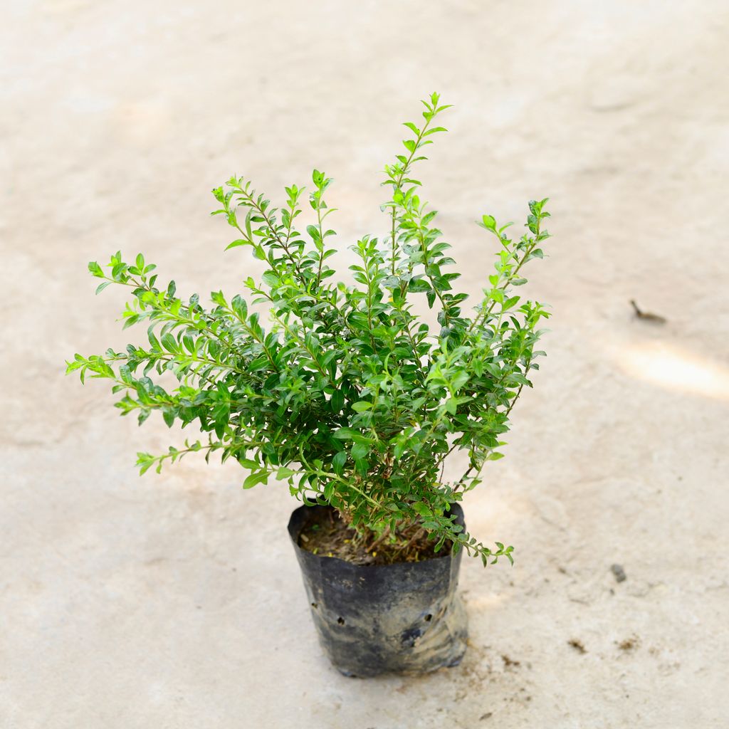 Cuphea / False Heather (Any Colour) in 5 Inch Nursery Bag