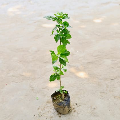 Buy Hibiscus / Gudhal (Any Colour) in 5 Inch Nursery Bag Online | Urvann.com