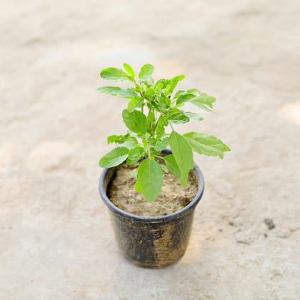 Buy Tulsi in 4 Inch Nursery Bag Online | Urvann.com