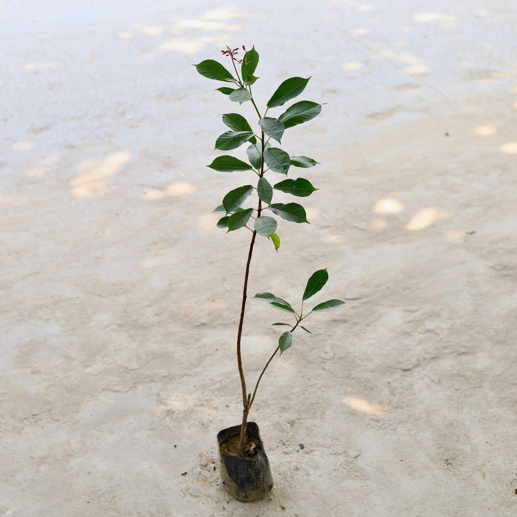 Jatropha / Sundar Rupa in 5 Inch Nursery Pot