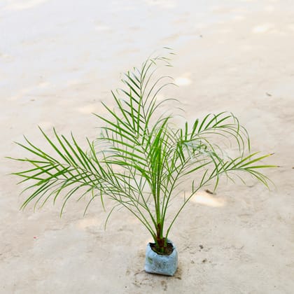 Buy Pheonix Palm in 5 Inch Nursery Bag Online | Urvann.com