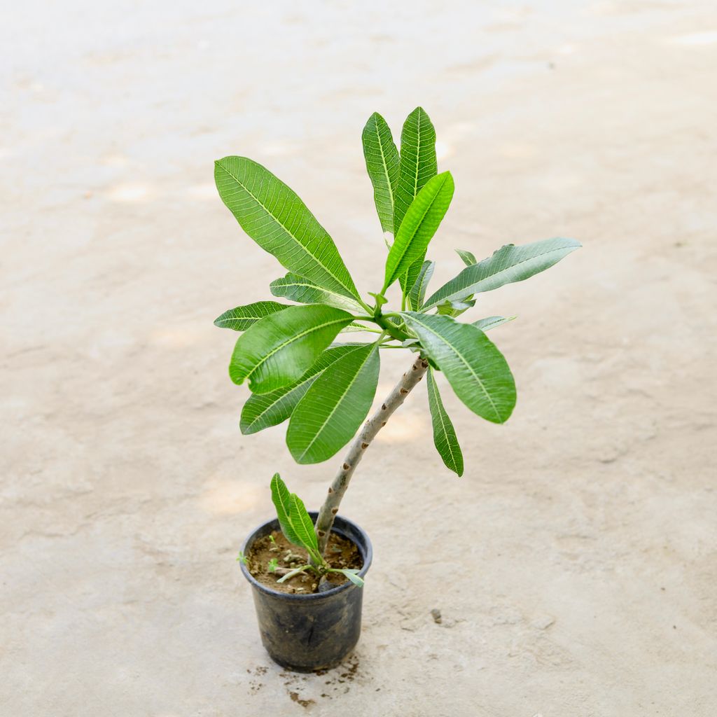 Champa (Any Colour) in 6 Inch Nursery Pot