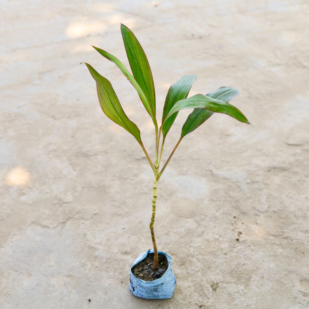 Dracaena in 5 Inch Nursery Bag