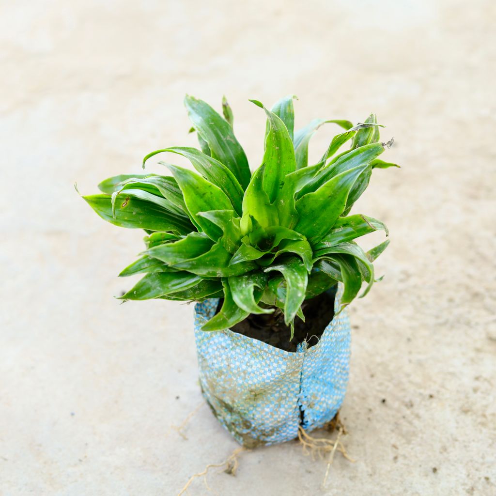 Dracaena Compacta in 5 Inch Nursery Bag