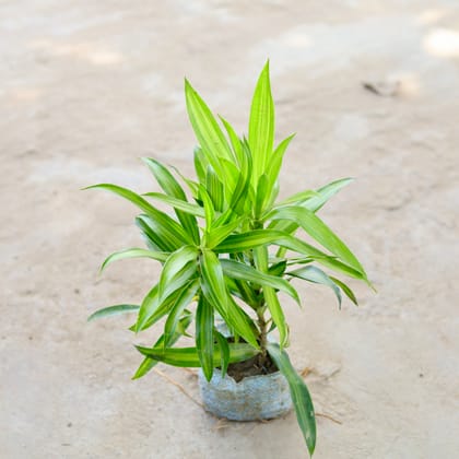 Buy Dracaena Messenger in 5 Inch Nursery Bag Online | Urvann.com