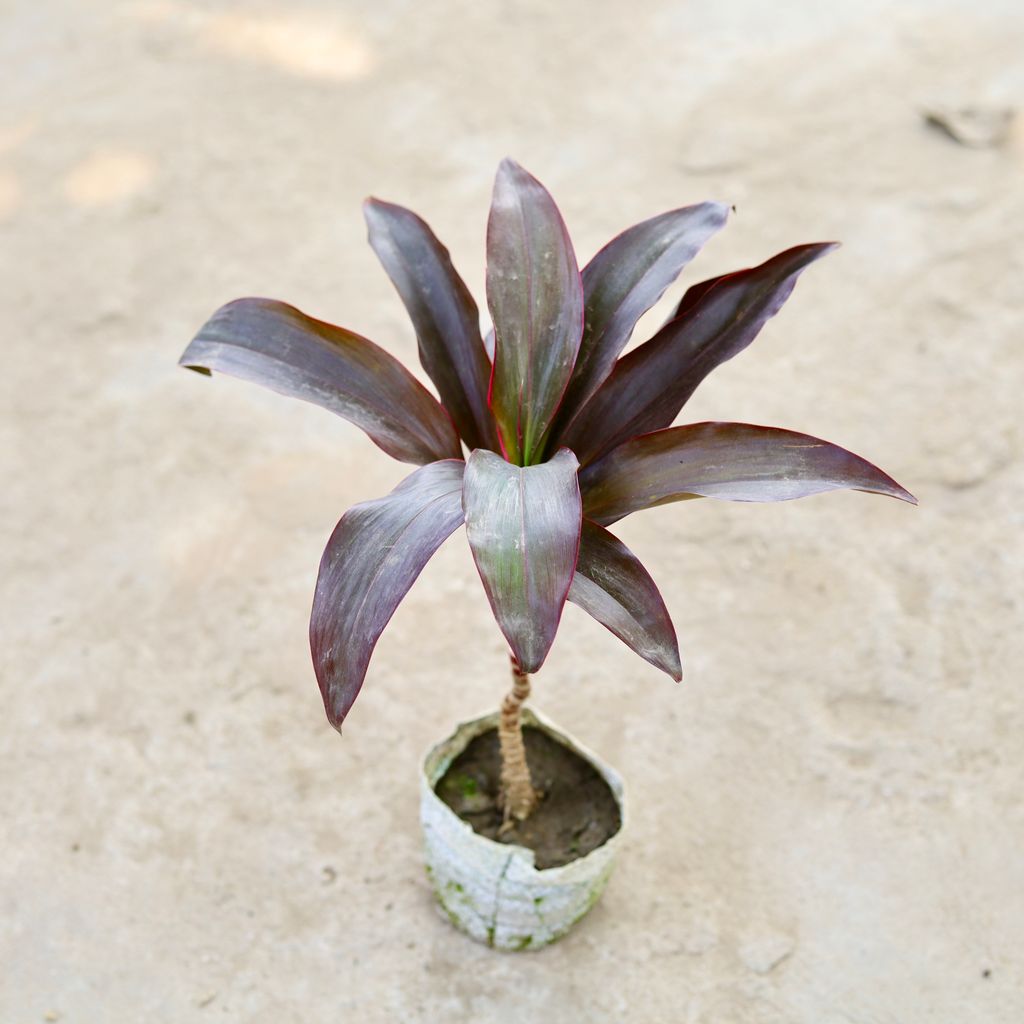 Dracaena Rosea in 5 Inch Nursery Bag