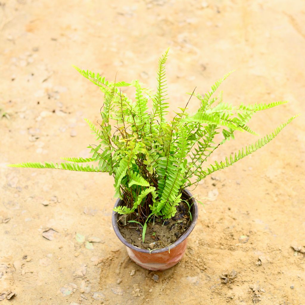 Fern in 6 Inch Nursery Pot