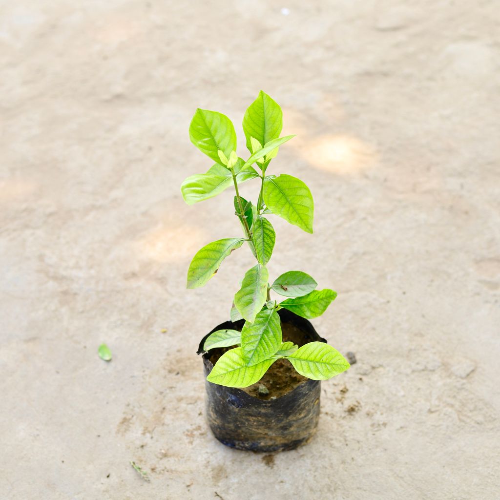 Gandhraaj / Gardenia (Any Colour) in 5 Inch Nursery Bag