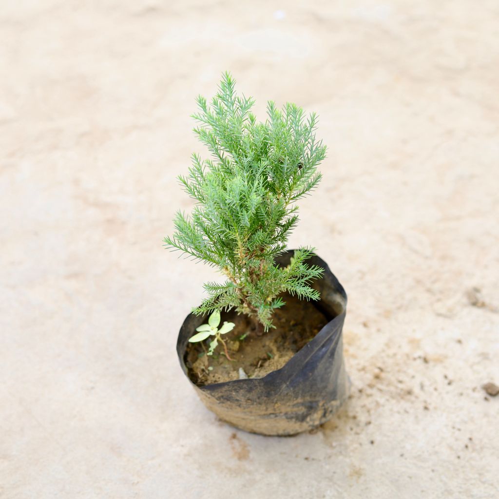 Green Cypress in 5 Inch Nursery Bag