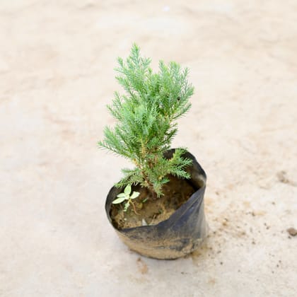 Buy Green Cypress in 5 Inch Nursery Bag Online | Urvann.com