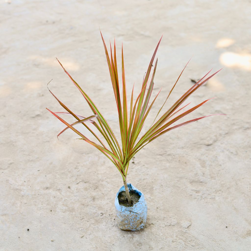 Dracaena Chloroma in 5 Inch Nursery Bag