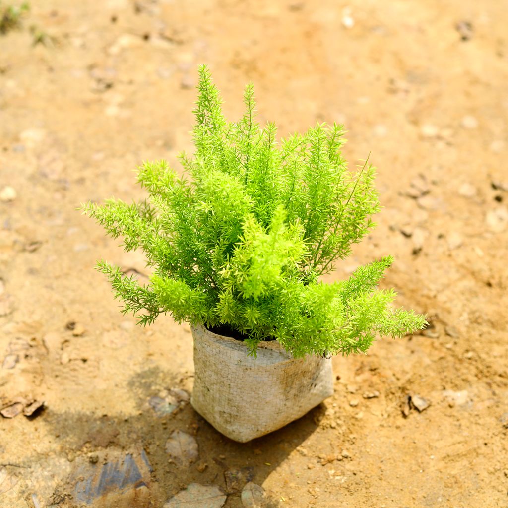 Asparagus Mary in 5 Inch Nursery Bag